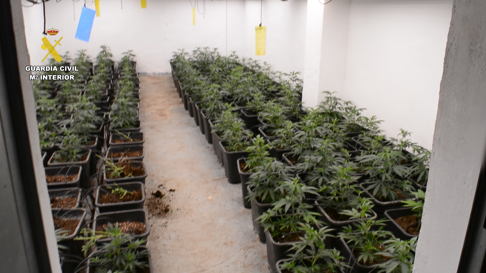 plantacion indoor valencia