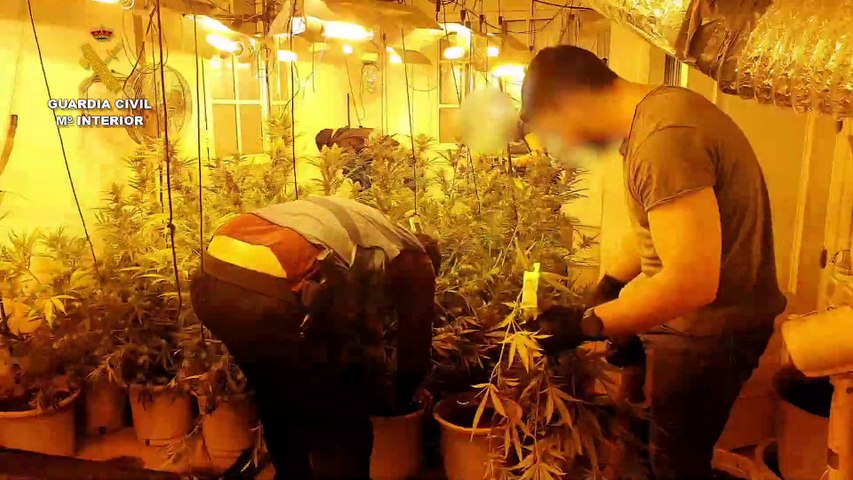 plantacion mairena de aljarafe