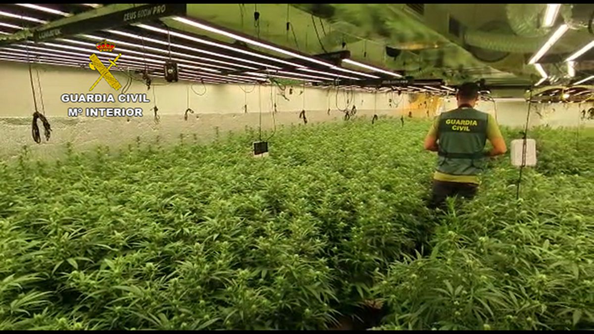 plantacion malaga
