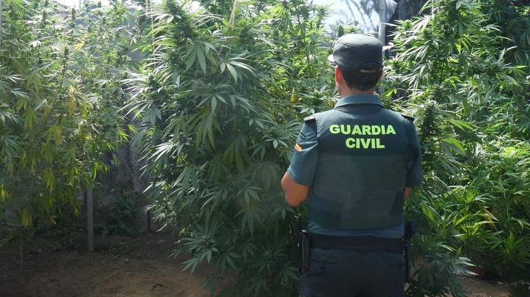 plantacion marihuana 230926
