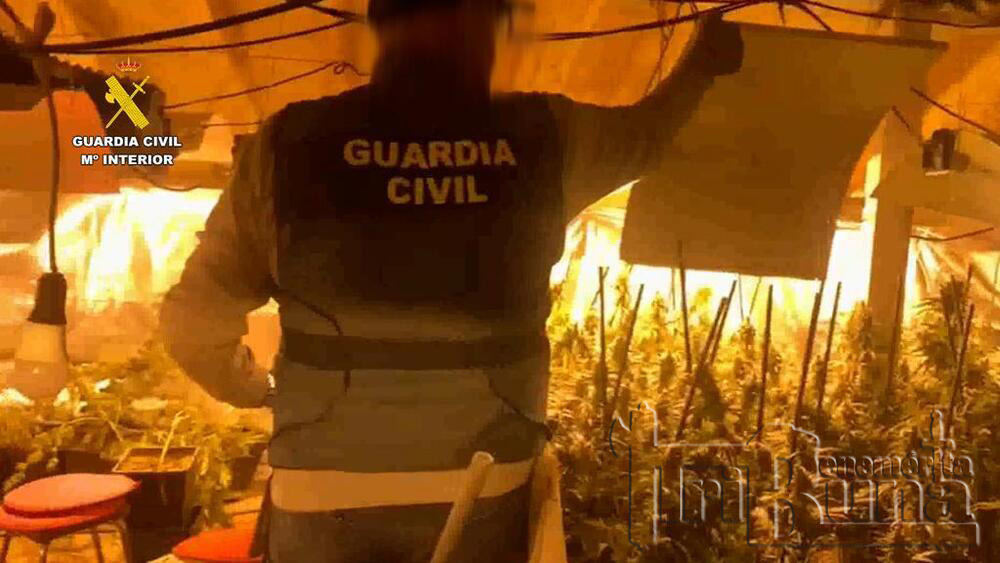 plantacion marihuana marca agua