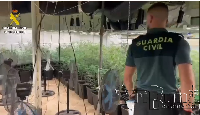 plantacion noves