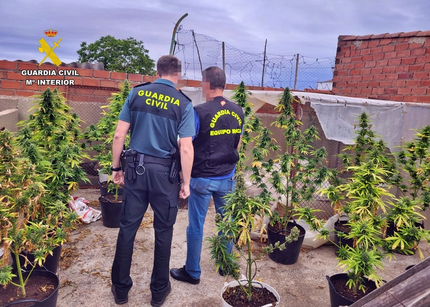plantación marihuana