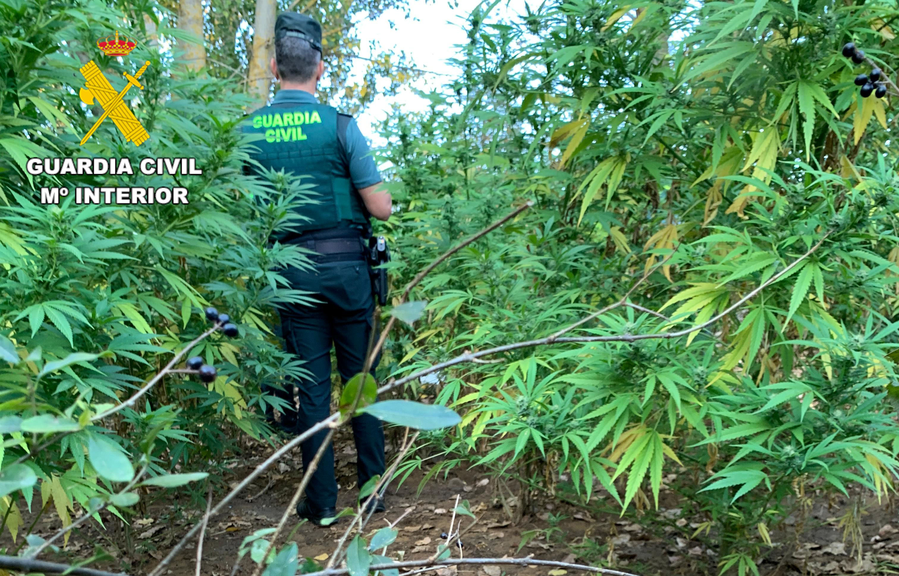 plantación marihuana GC
