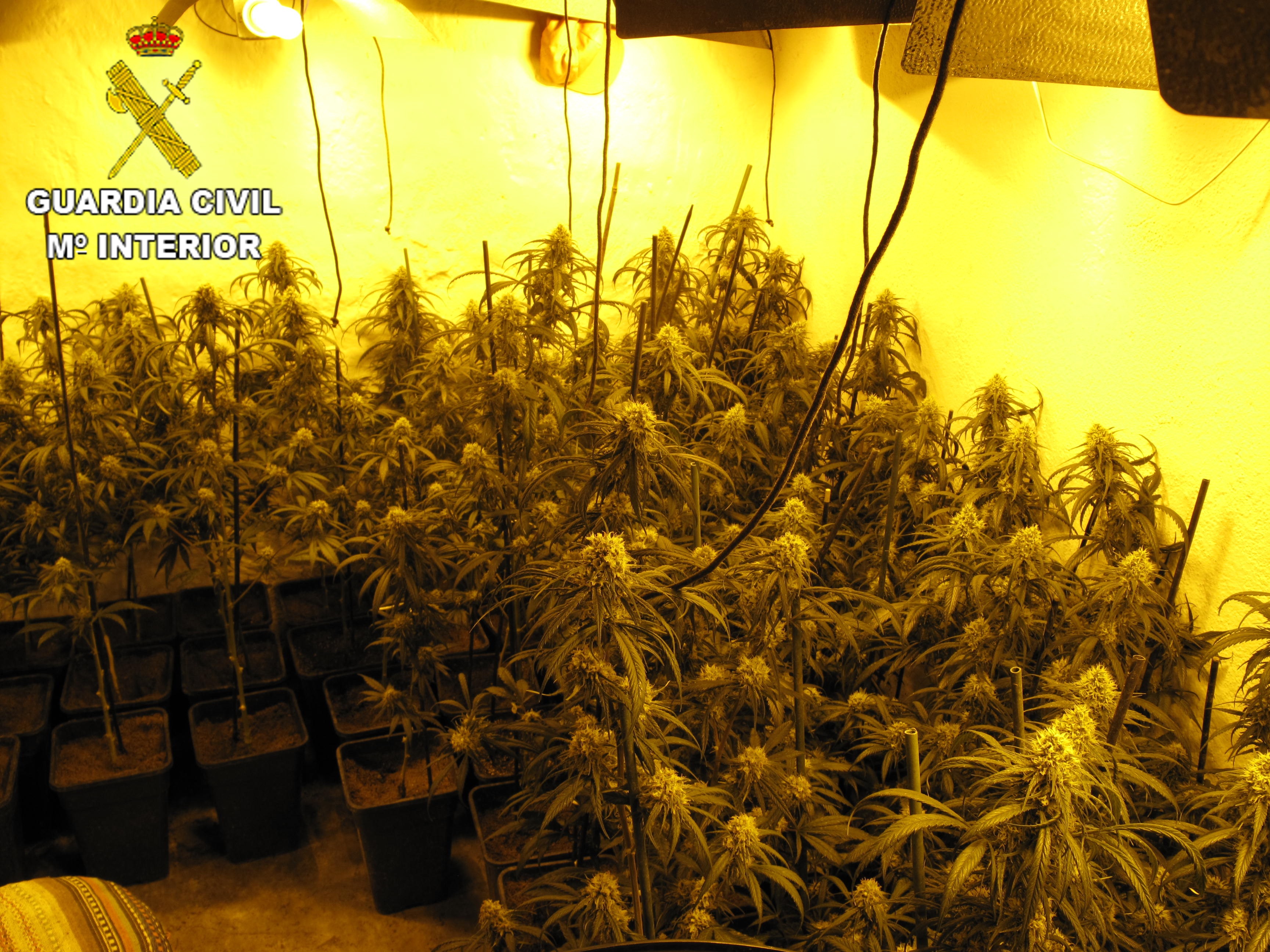plantas marihuana toledo