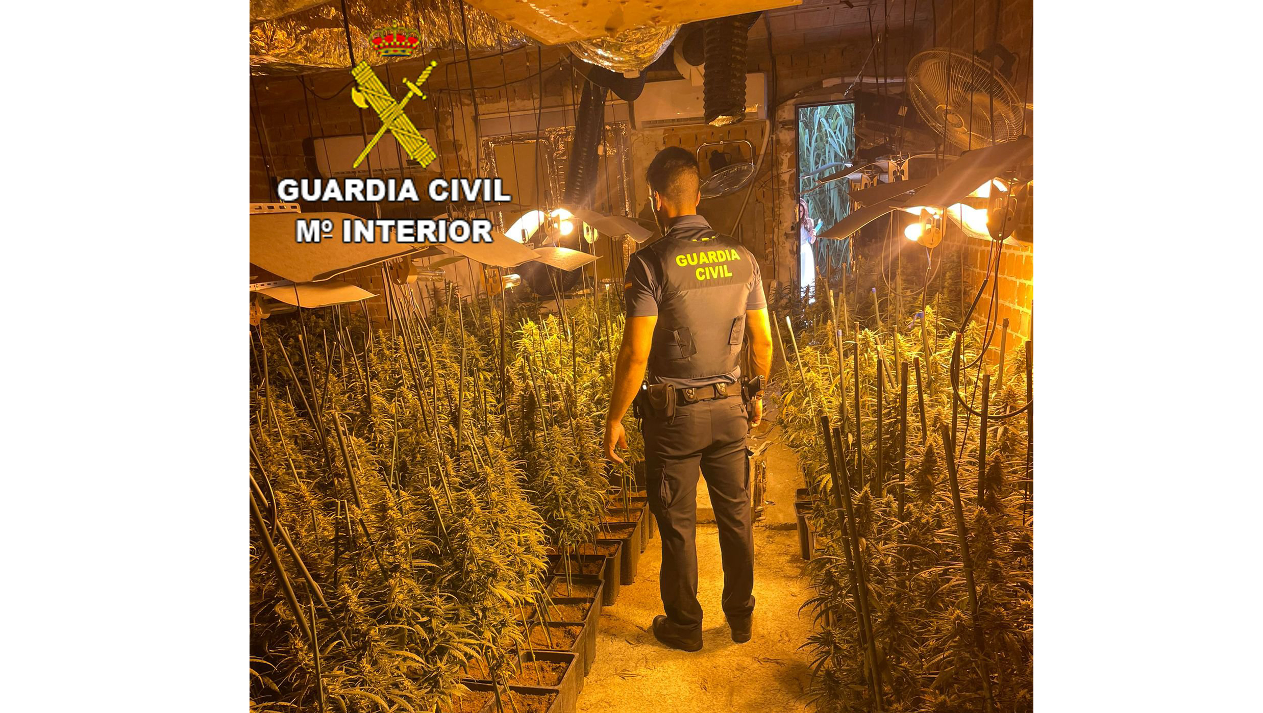 plantas y agente