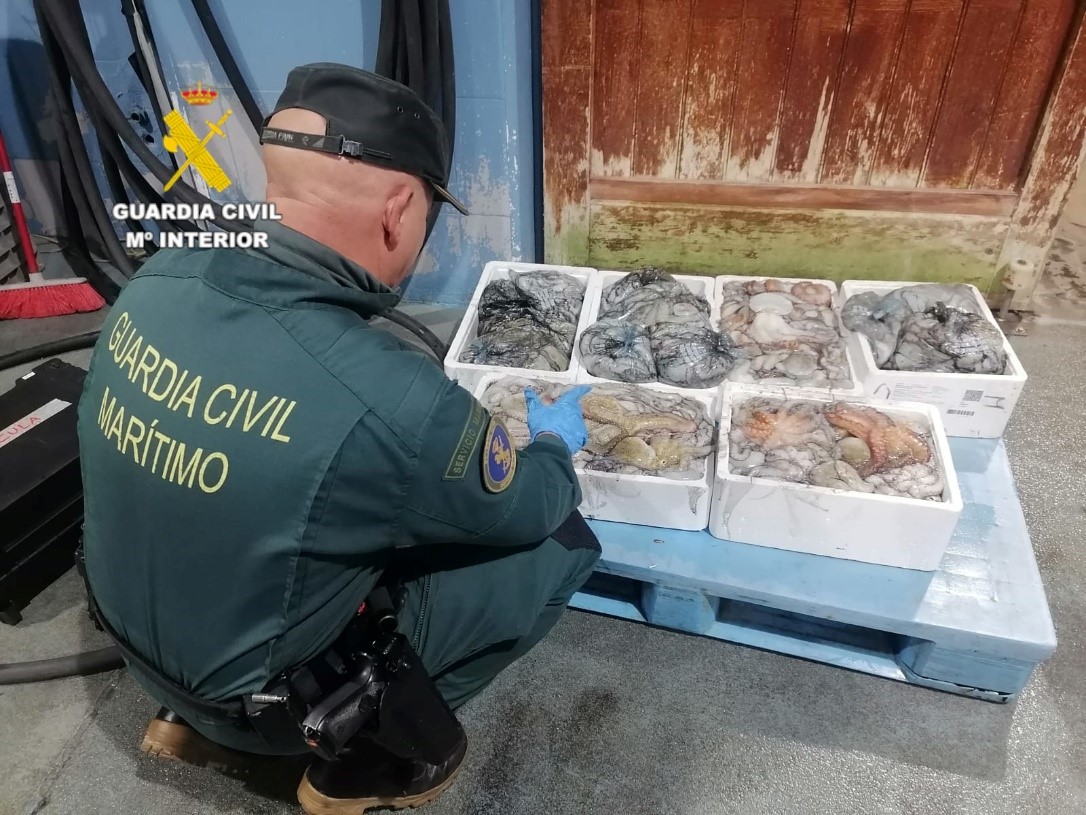 pulpo no apto SEMAR castellon
