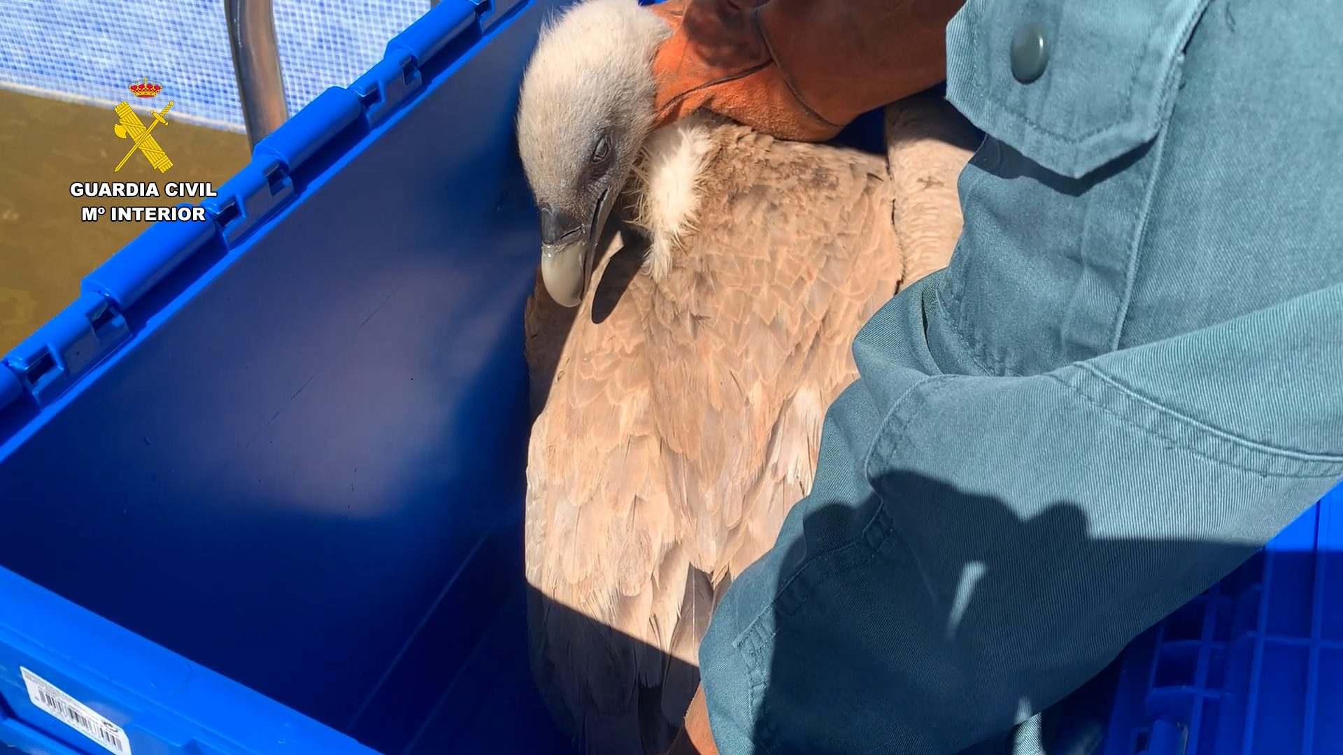 recuperacion buitre alicante editada1