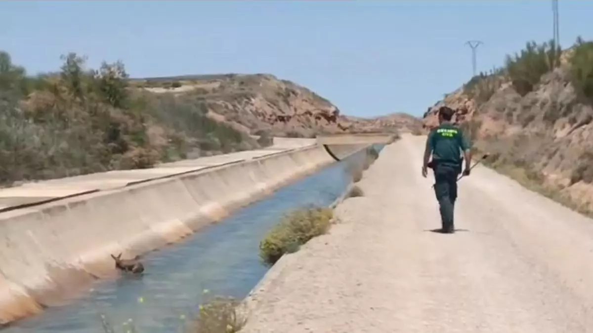 rescate ciervo teruel