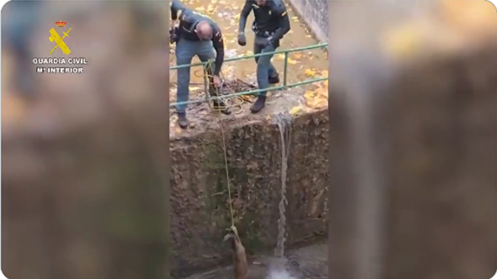 rescate corzo seprona guardia civil cuenca