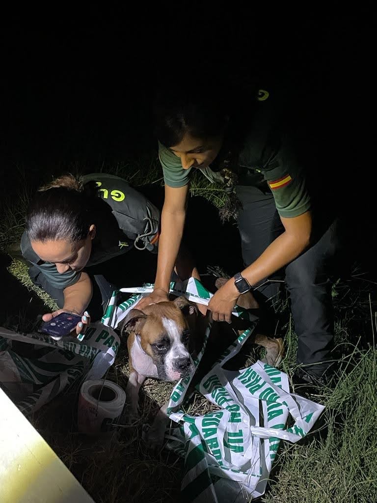 rescate perro de servicio