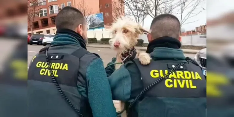 rescate perro marca
