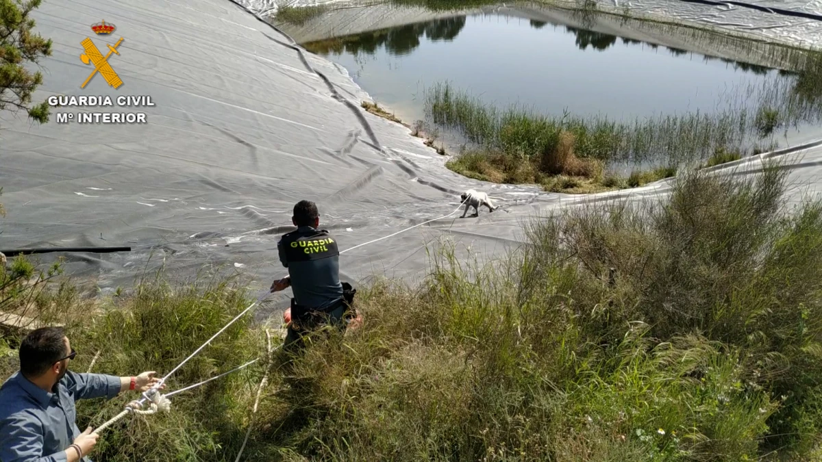 rescate perro totana