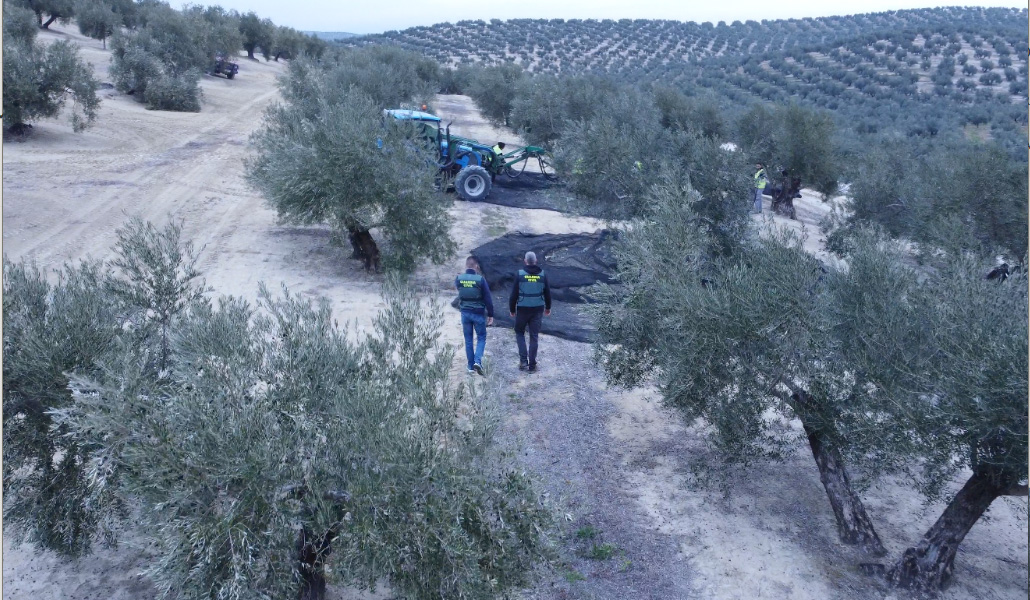 roca cordoba olivo aceituna 1
