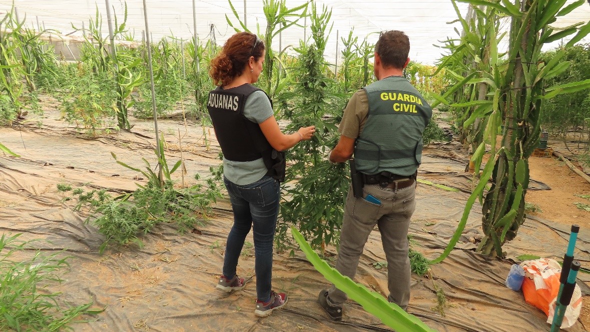 salobreña plantacion