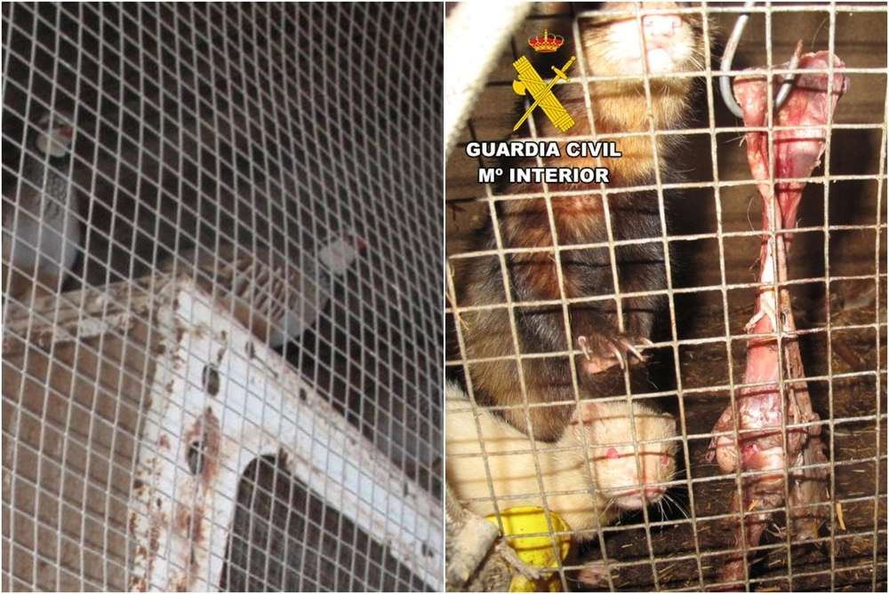 seprona burgos animales maltratados
