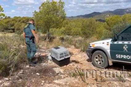 seprona marca agua rescate buitre1