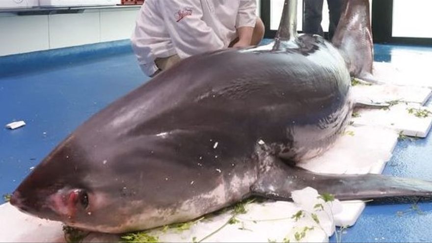 tiburon toro