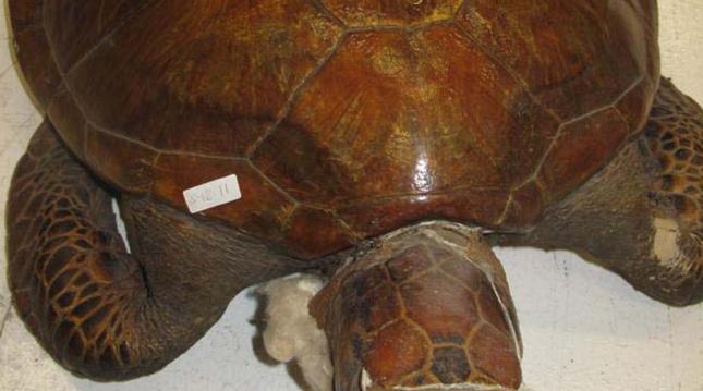 tortuga boba