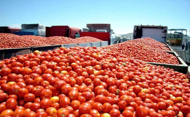 transporte tomate