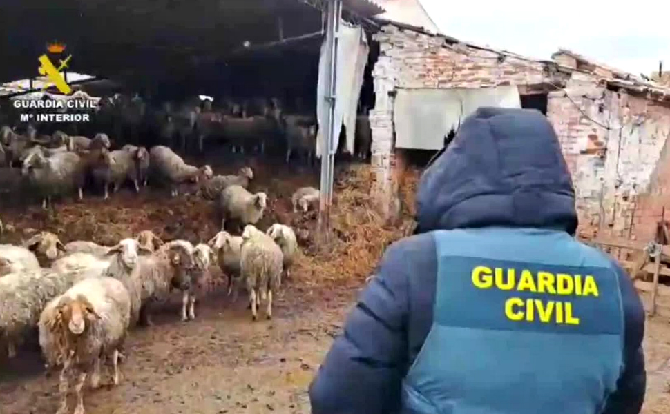 valladolid estado ovejas