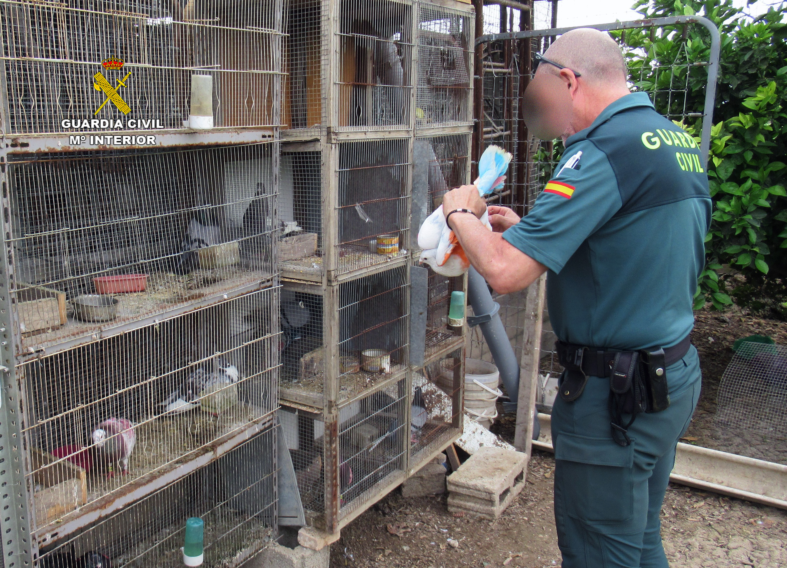 20230606 RECUPERACION PALOMOS DEPORTIVOS 01