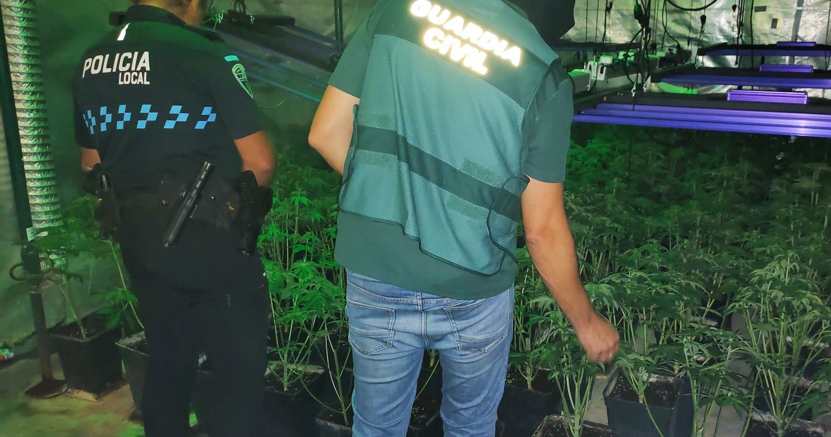Imagen PRENSA plantación