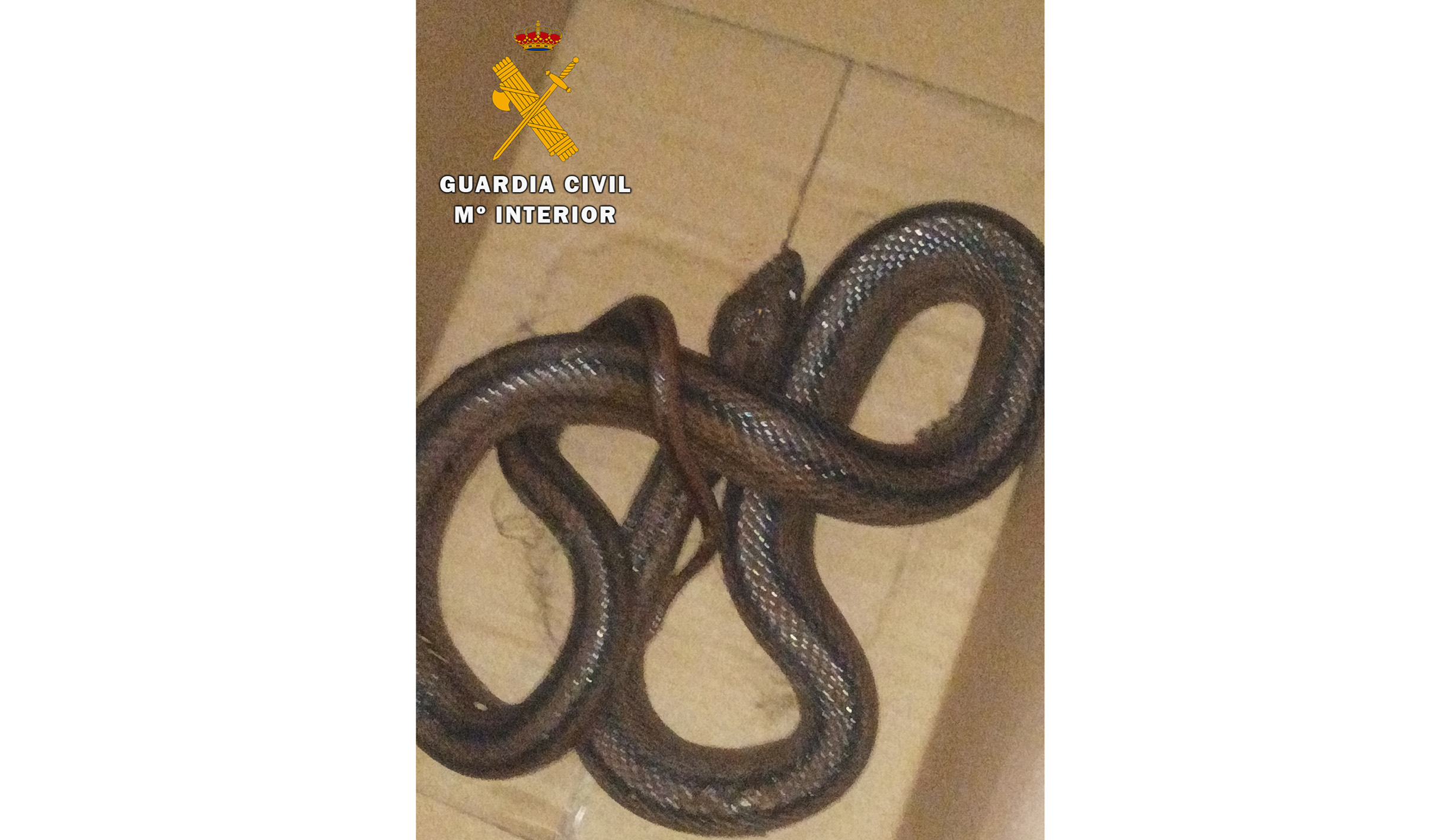 SERPIENTE BELMEZ