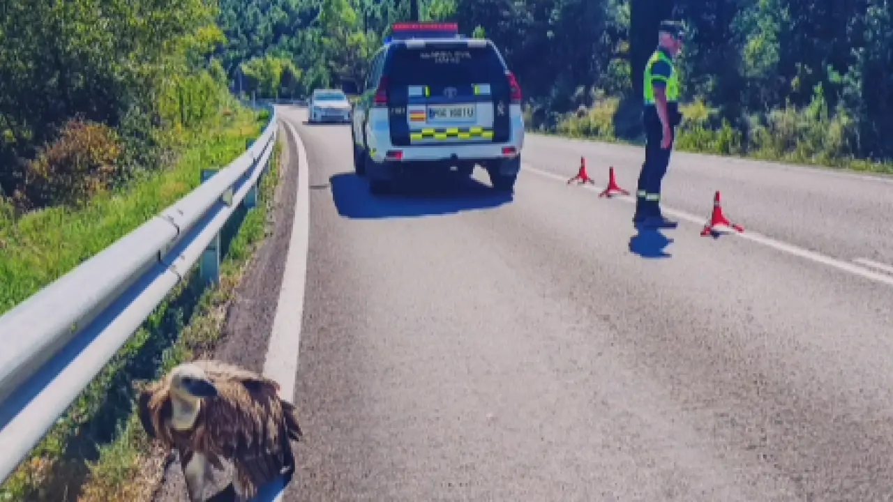 buitre herido ainsa