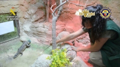 foto caiman