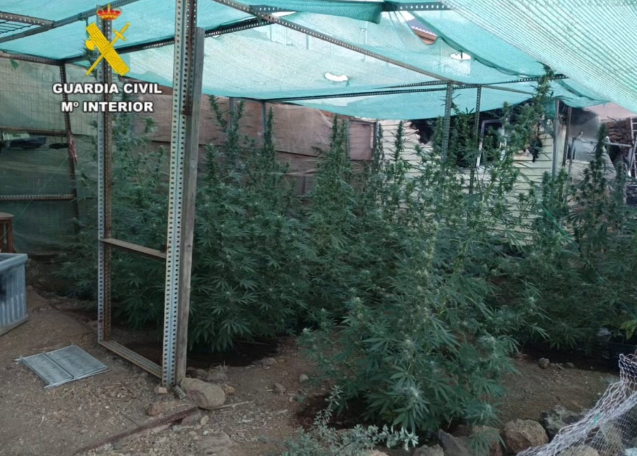 imagen plantacion