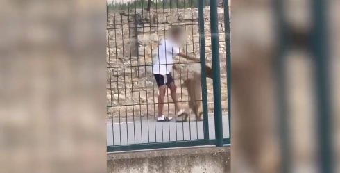 maltrato animal