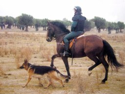 Historia de la Guardia Civil