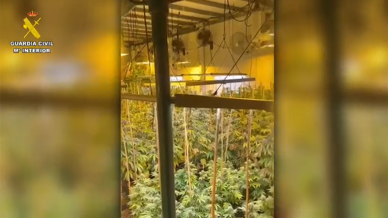 plantacion recurso 102825